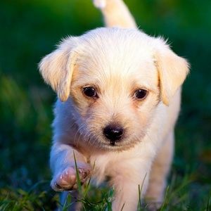 Meet your Posher, Sula